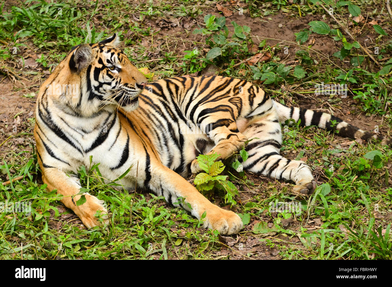 Tigre du Bengale se reposant dans la forêt Banque D'Images