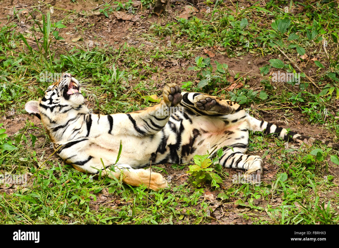 Détendez-vous le comportement de bangal tiger Banque D'Images