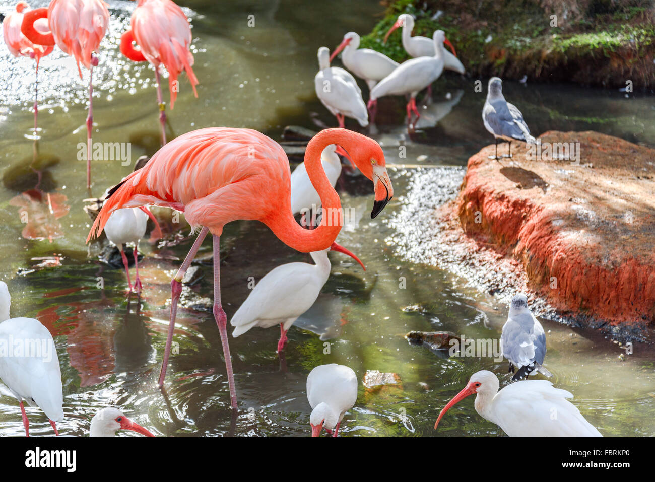 Le Flamant rose et l'Ibis blanc oiseau sur le lac du parc Banque D'Images