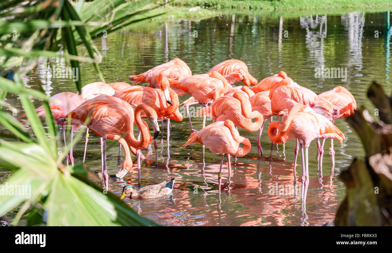 Le Flamant rose oiseau sur le lac du parc Banque D'Images