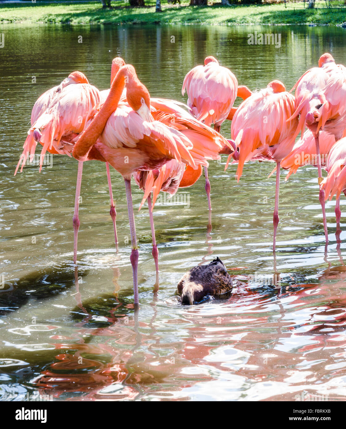 Le Flamant rose et l'Ibis blanc oiseau sur le lac du parc Banque D'Images