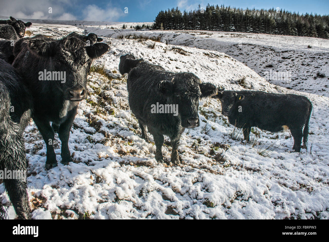 Curieux jeune gallois taureaux noirs par un matin neigeux dans la haute vallée de Neuadd, Bannau Brycheiniog(Brecon Beacons)2016 : Phillip Roberts Banque D'Images