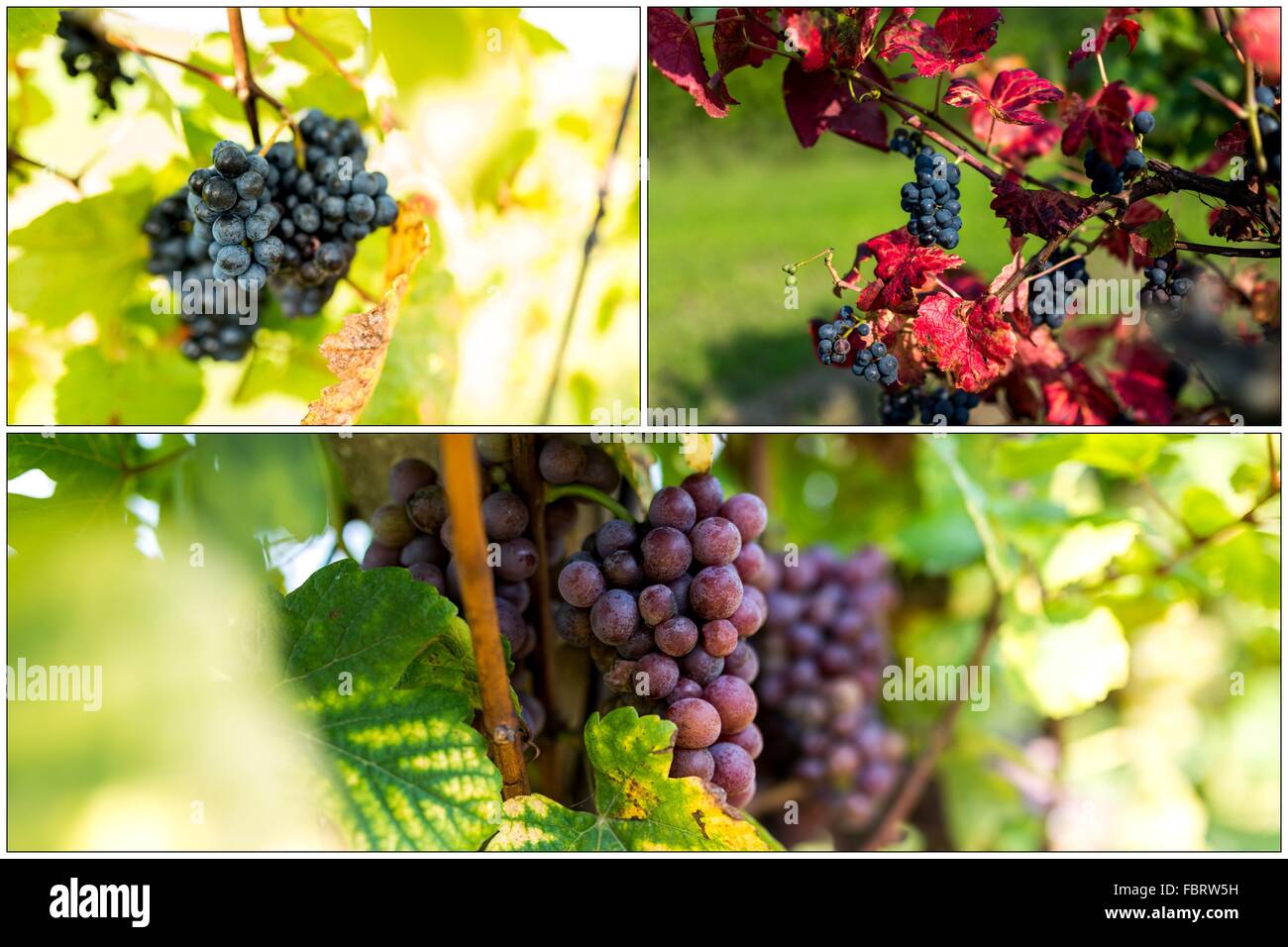 Grapevine, grappe de raisin, raisin, vigne Banque D'Images
