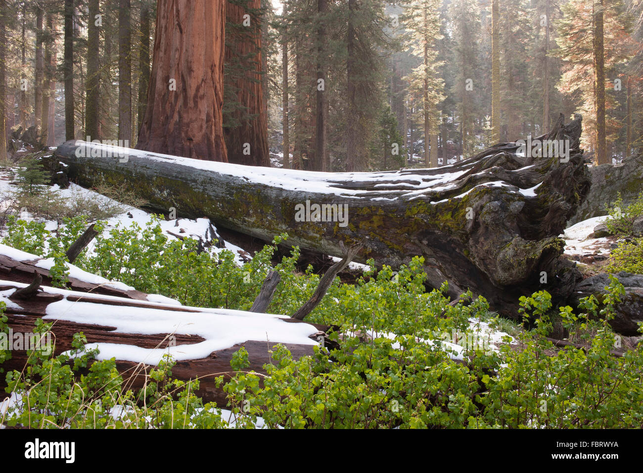 Des troncs d'arbres couverts de neige Banque D'Images
