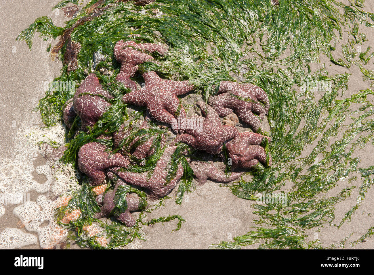 Les étoiles de mer et les algues échouées sur la plage Banque D'Images