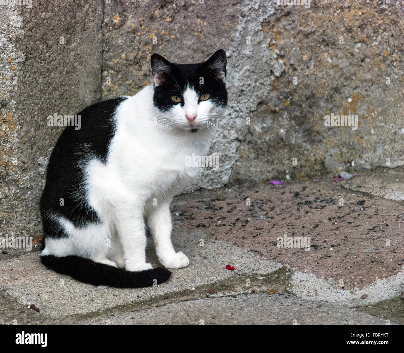 Portrait de chat noir et blanc Banque D'Images