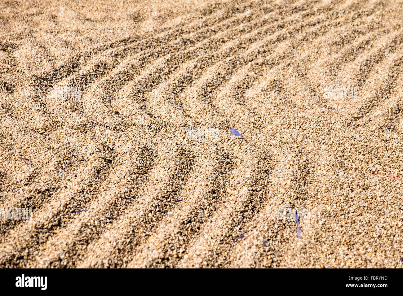 Arabica vert sur le Plateau des Bolavens séchage dans le sud du Laos, Asie du Sud Est. Banque D'Images