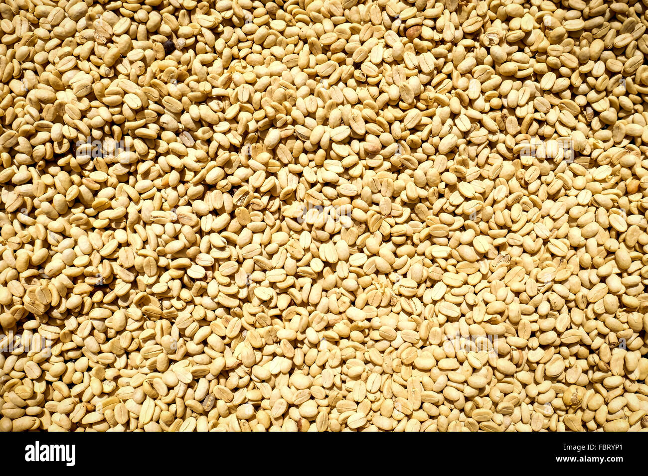 Arabica vert sur le Plateau des Bolavens séchage dans le sud du Laos, Asie du Sud Est. Banque D'Images