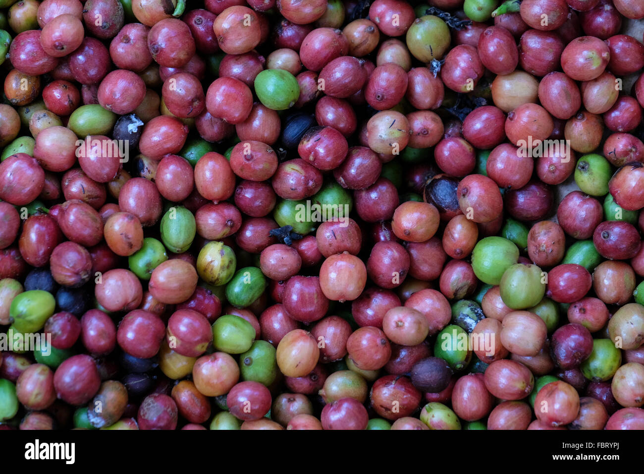 Les cerises de café arabica au Plateau des Bolavens, Laos Banque D'Images