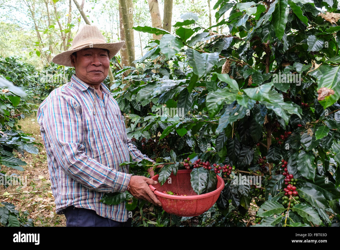 Un producteur de café Arabica sa cueillette de récolte sur le Plateau des Bolavens au sud du Laos, Asie du Sud Est. Banque D'Images