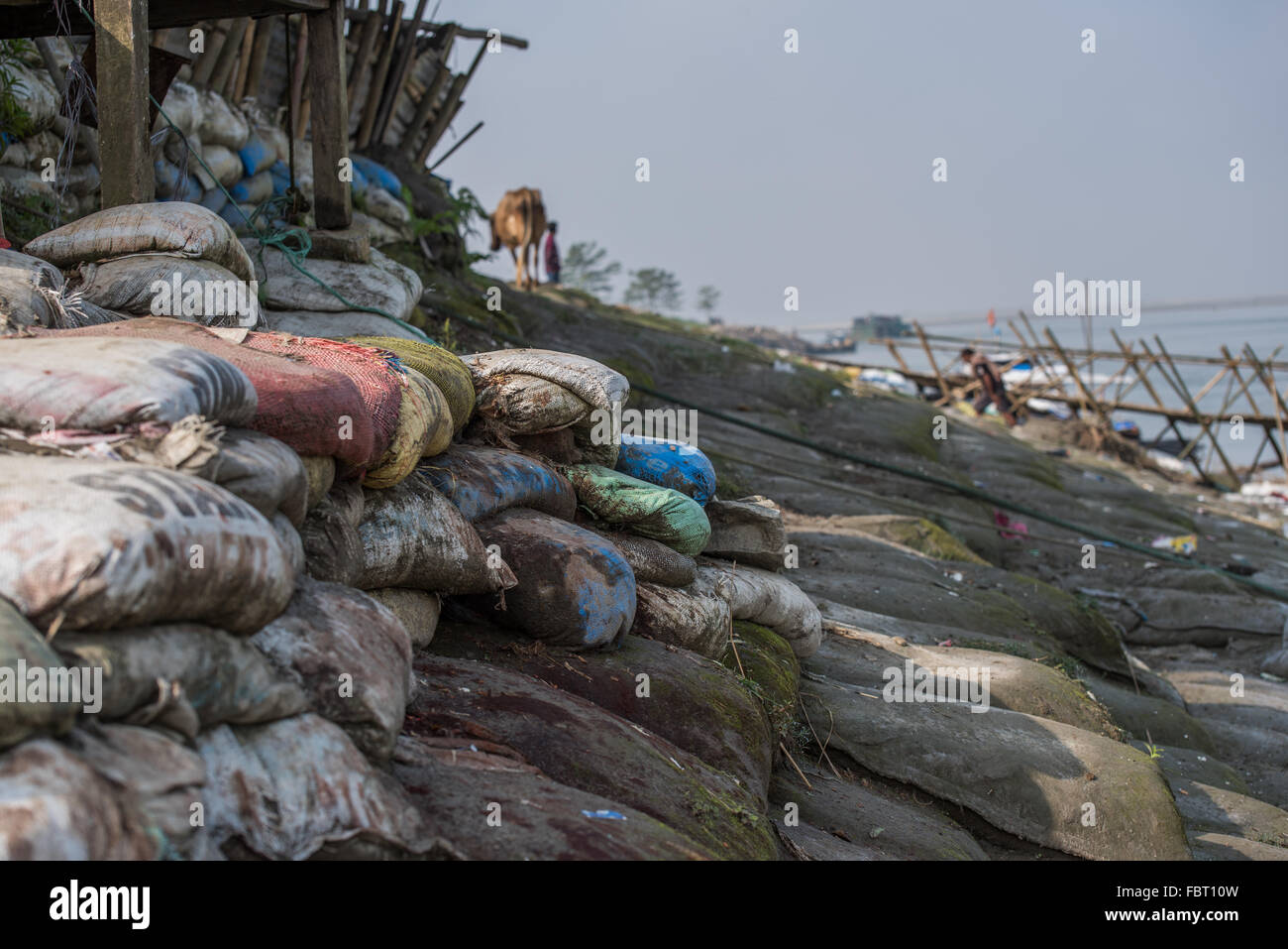 Sacs et vache solitaire sur les rives du Brahmapoutre au ferry point. L'île de Majuli, dans l'Assam, en Inde. Banque D'Images