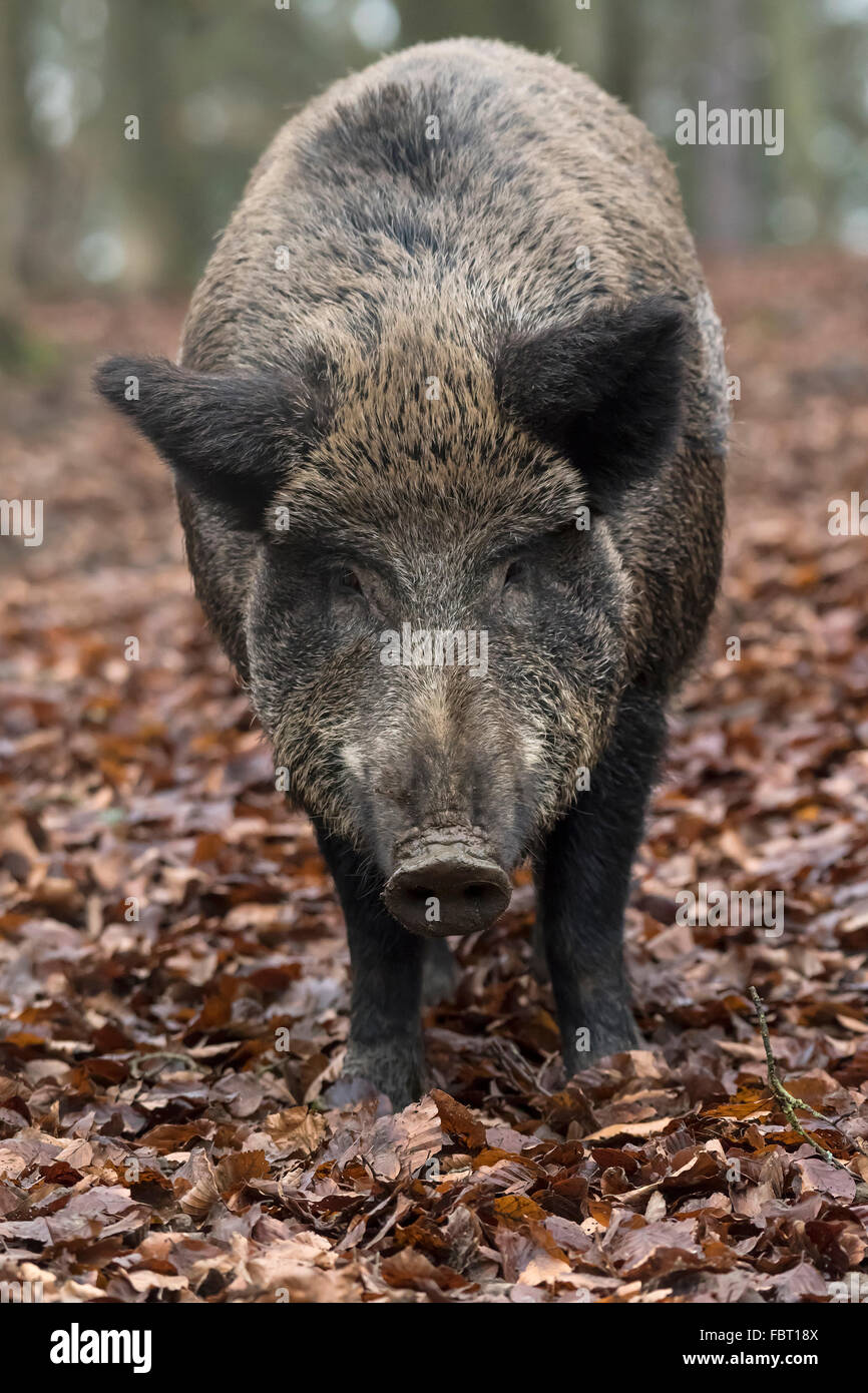 Le sanglier (Sus scrofa) dans les feuilles d'automne, wild sow, Vulkaneifel, Rhénanie-Palatinat, Allemagne Banque D'Images