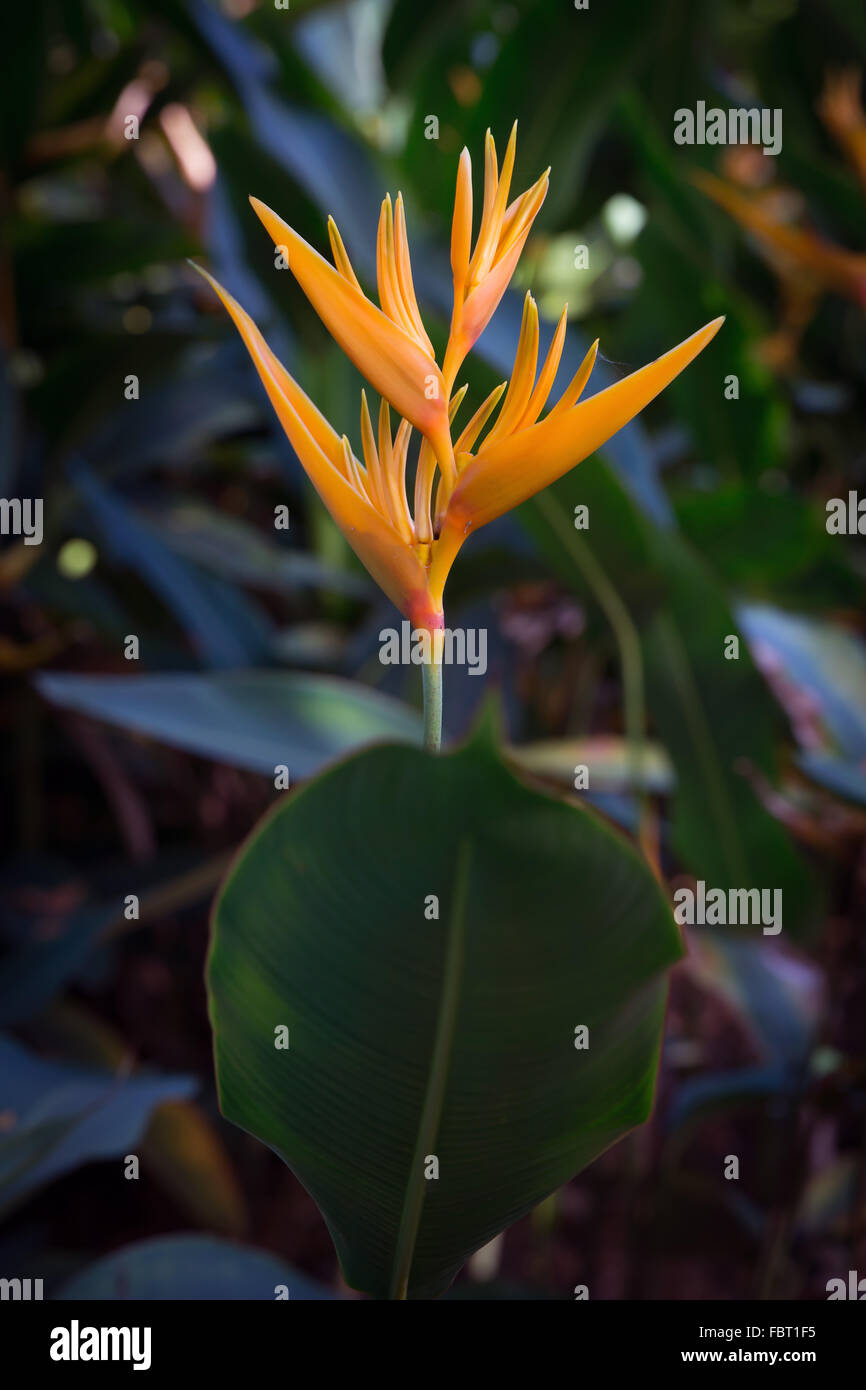 Heliconia spathocircinata, Flambeau d'or, la péninsule malaise. Banque D'Images