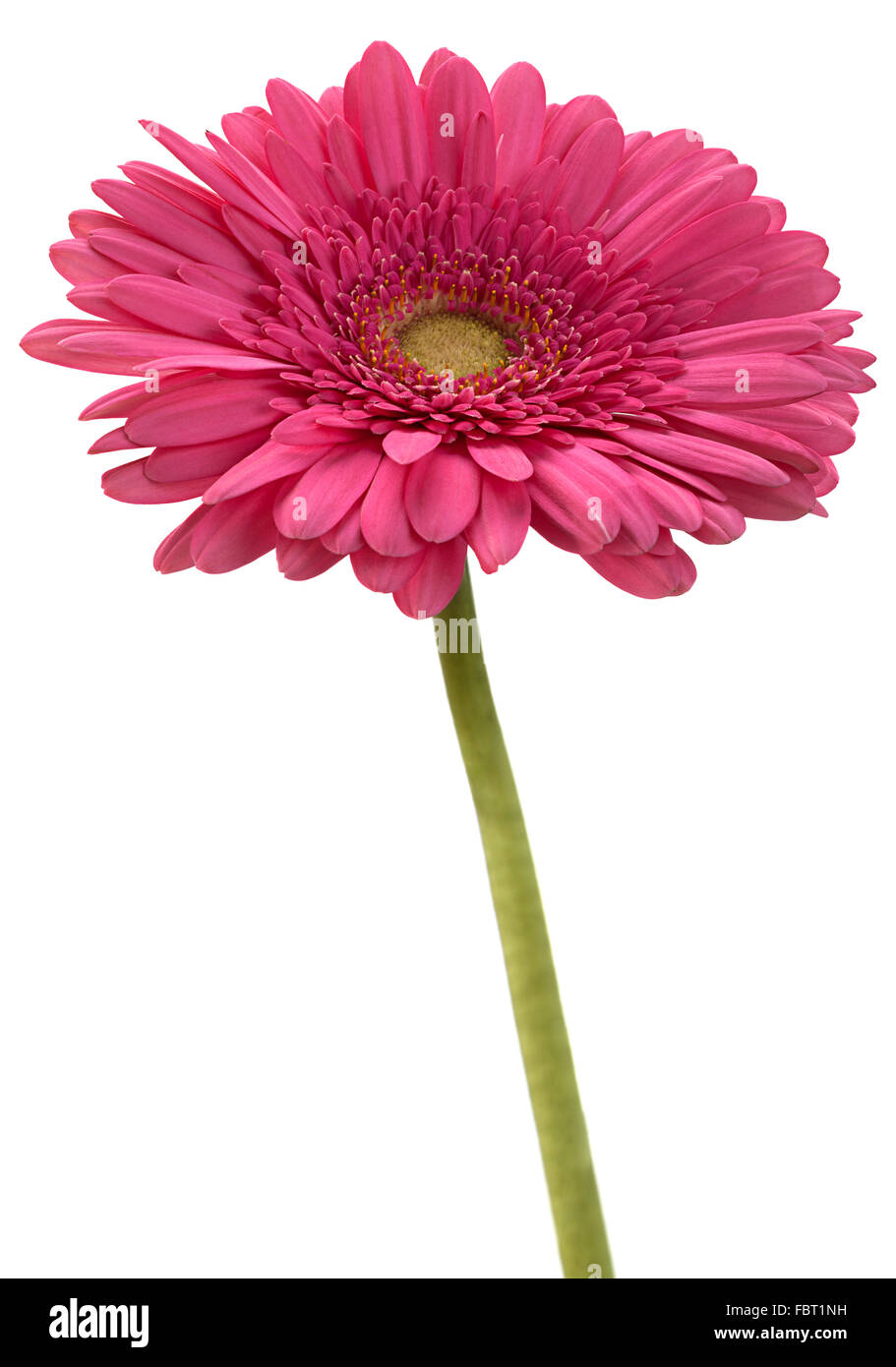 Gerbera rose flower isolated on white background Banque D'Images