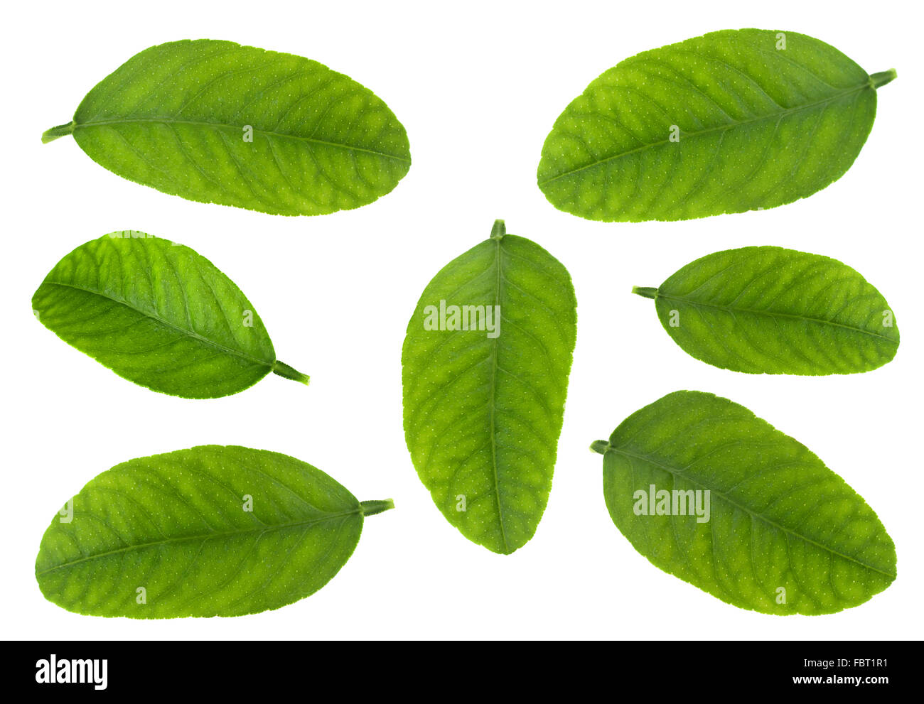 Collecte des feuilles de fruits mandarine isolated on white Banque D'Images