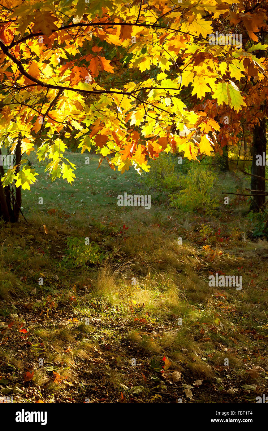 Forêt d'automne feuille d'érable jaune Banque D'Images