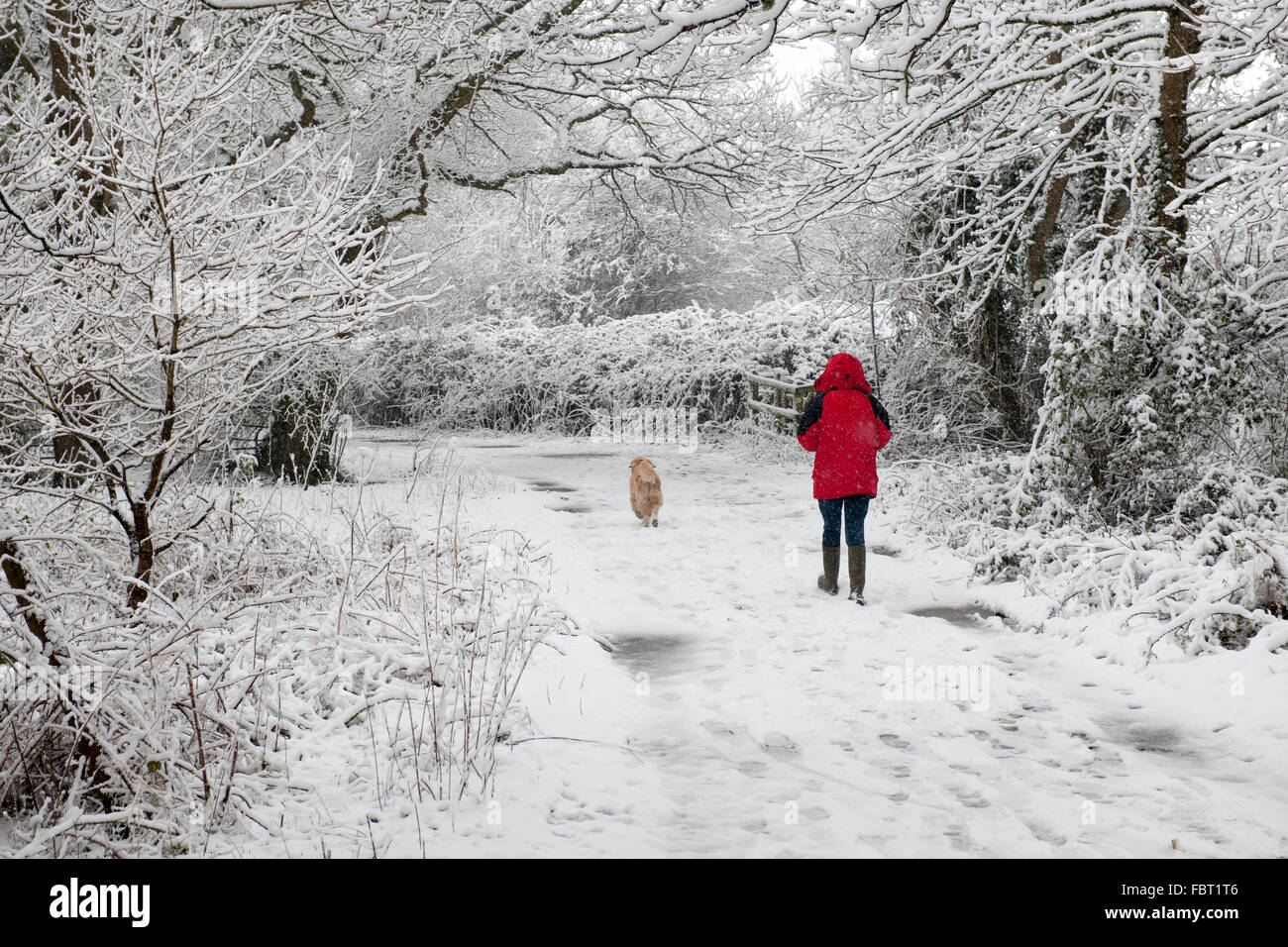 Dame en rouge promener son chien dans la neige couverts lane, Testwood, Totton, Hampshire, England, UK. Banque D'Images