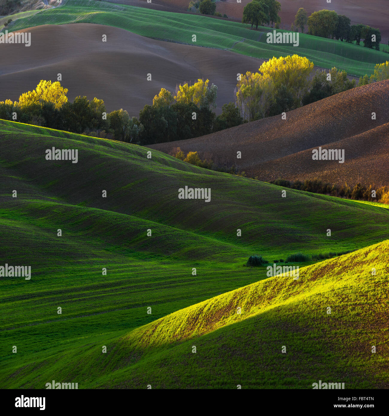 Beau paysage de champs plantés en Toscane. Val d'Orcia en Italie Banque D'Images