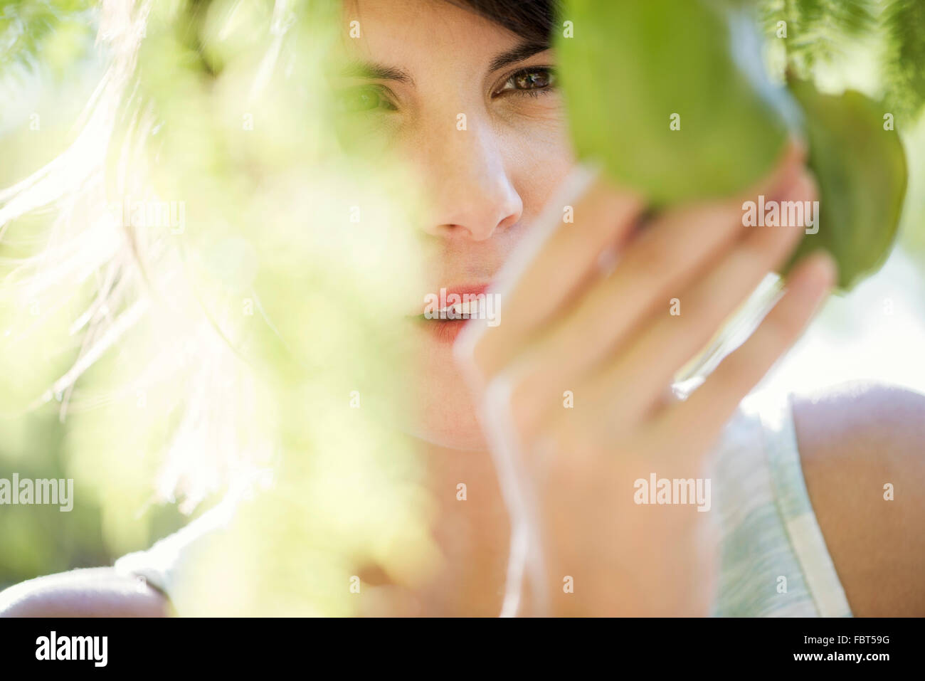 Femme cueillant des fruits de l'arbre, cropped Banque D'Images