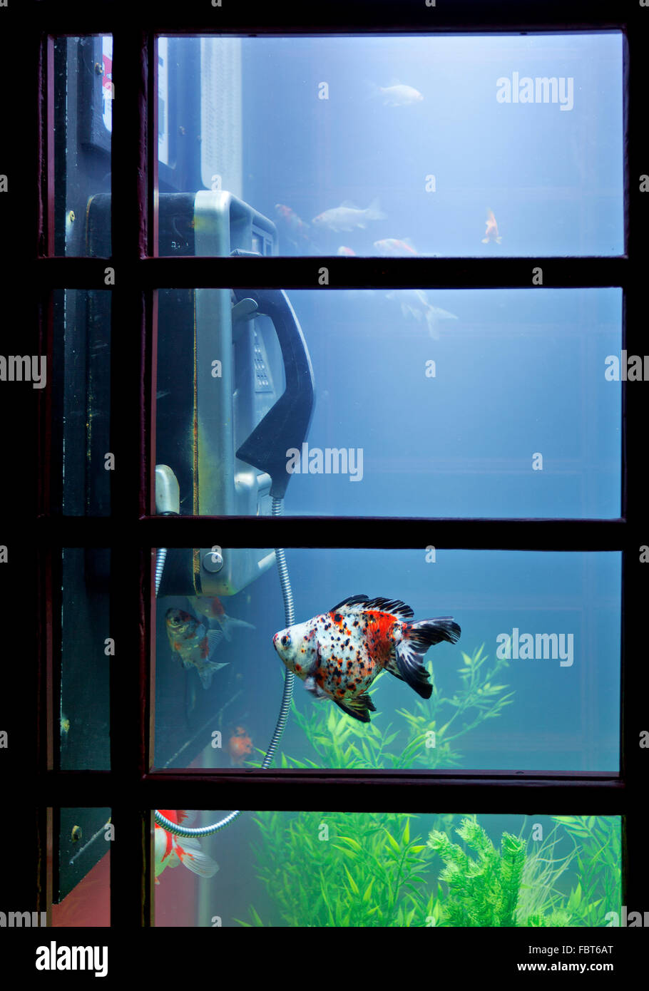 Poisson dans un téléphone traditionnel anglais fort une exposition par Benedetto Bufalino et Benoît Deseille au London lumiere Banque D'Images