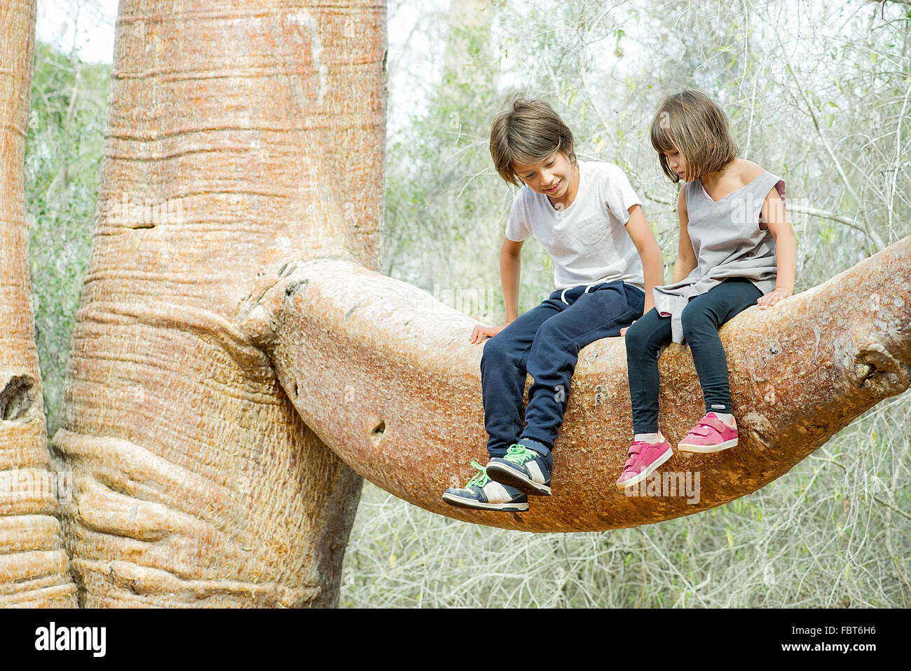 Des enfants assis ensemble à la branche de l'arbre baobab Banque D'Images