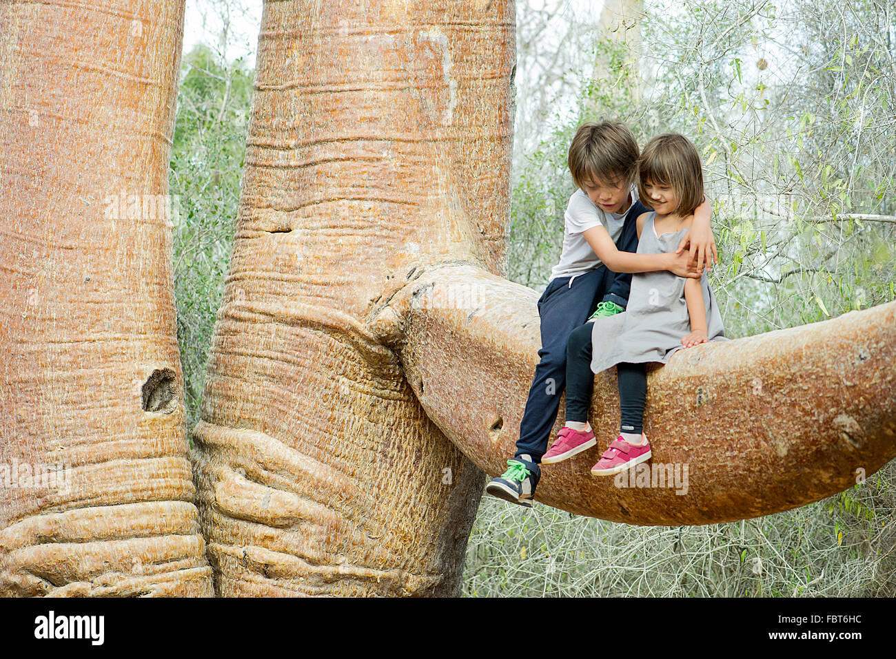 Des enfants assis ensemble à la branche de l'arbre baobab Banque D'Images
