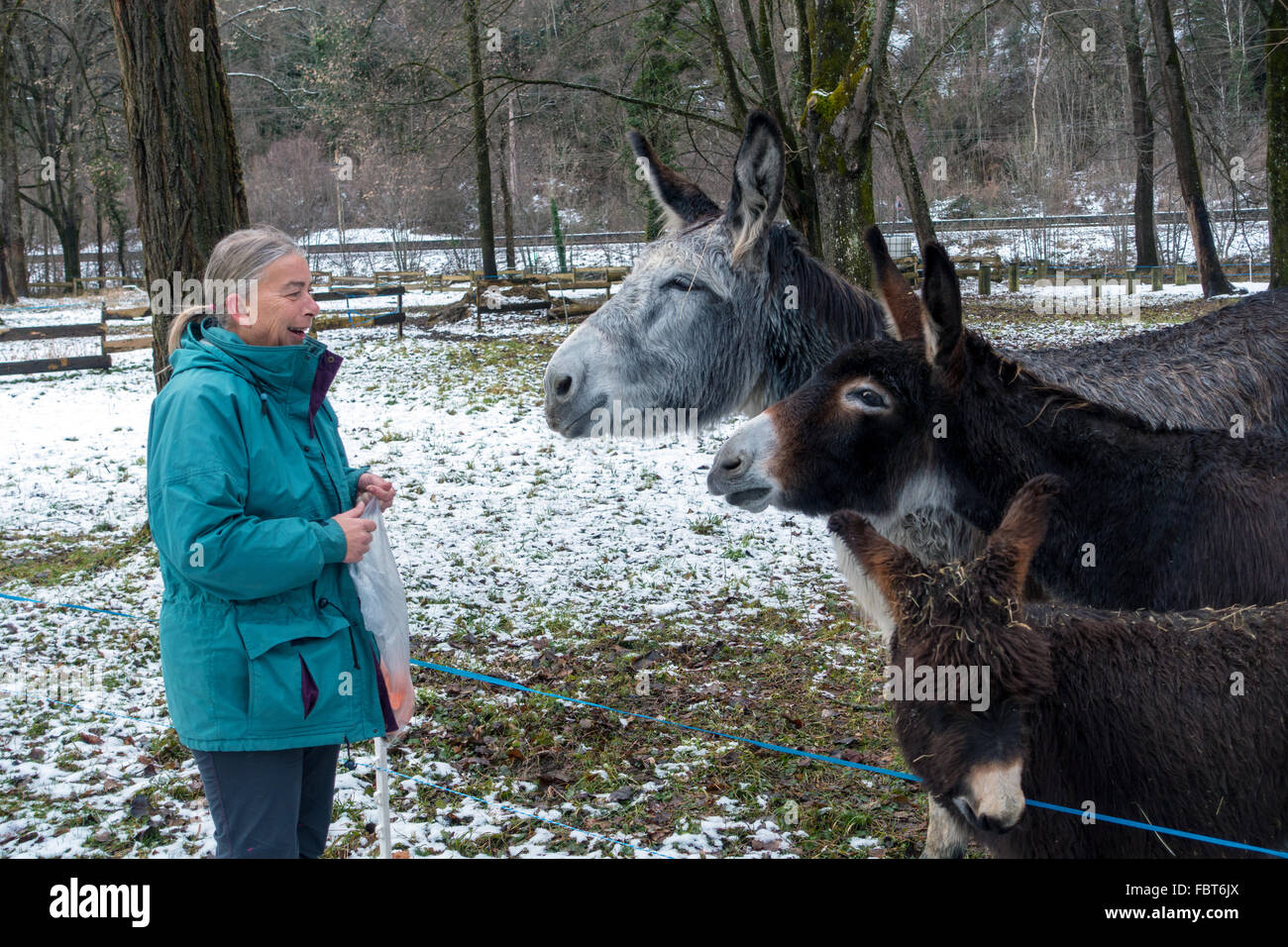 Femme en manteau bleu nourrir trois ânes, avec de la neige et des arbres Banque D'Images