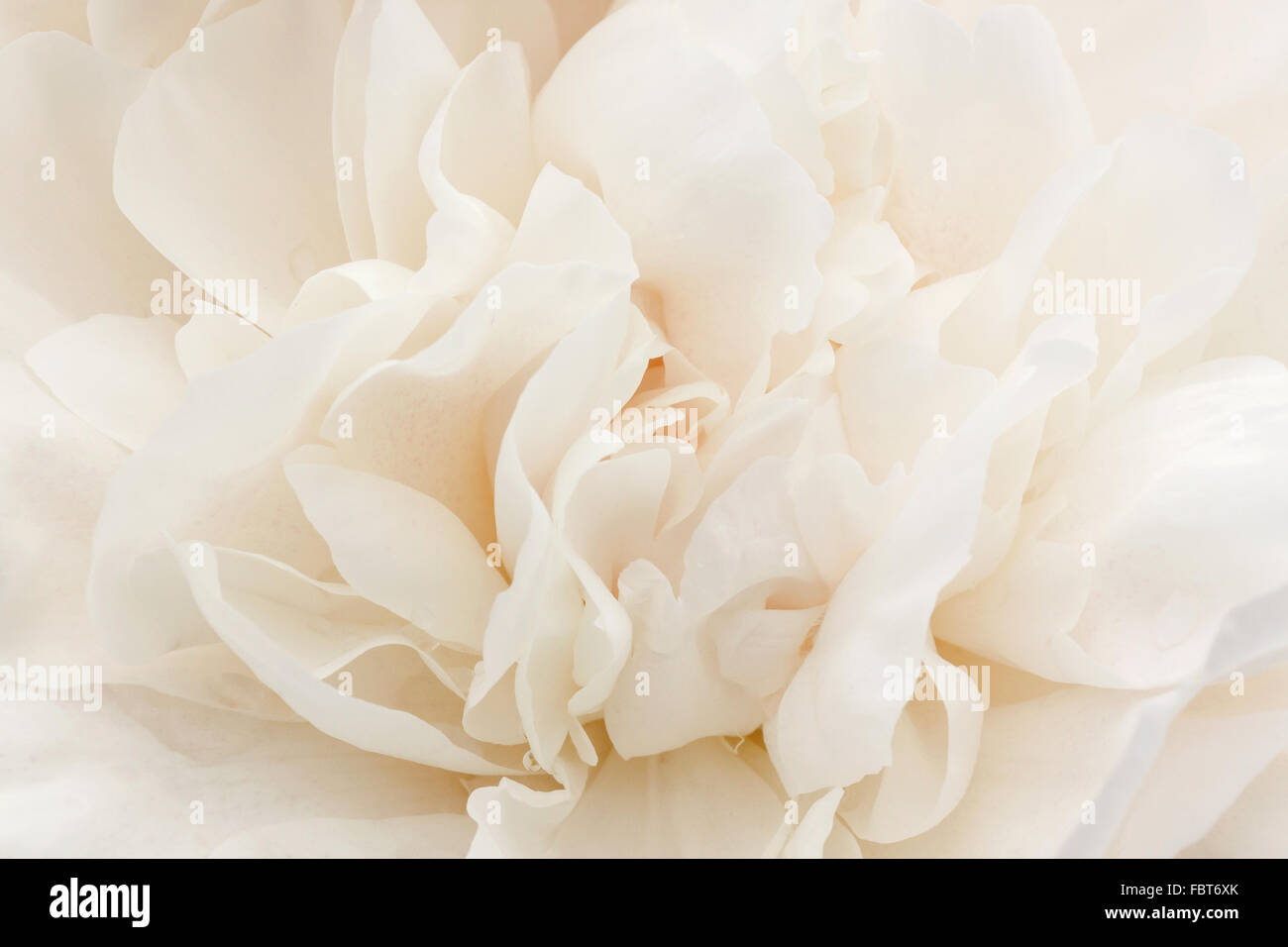 Close up of white peony flower Banque D'Images