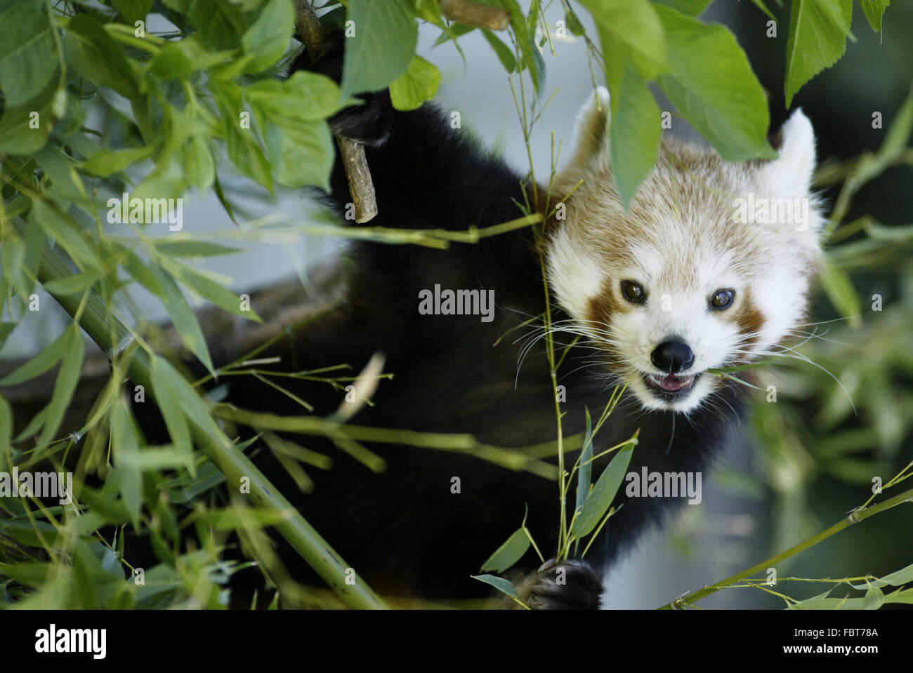 Le panda rouge Banque D'Images
