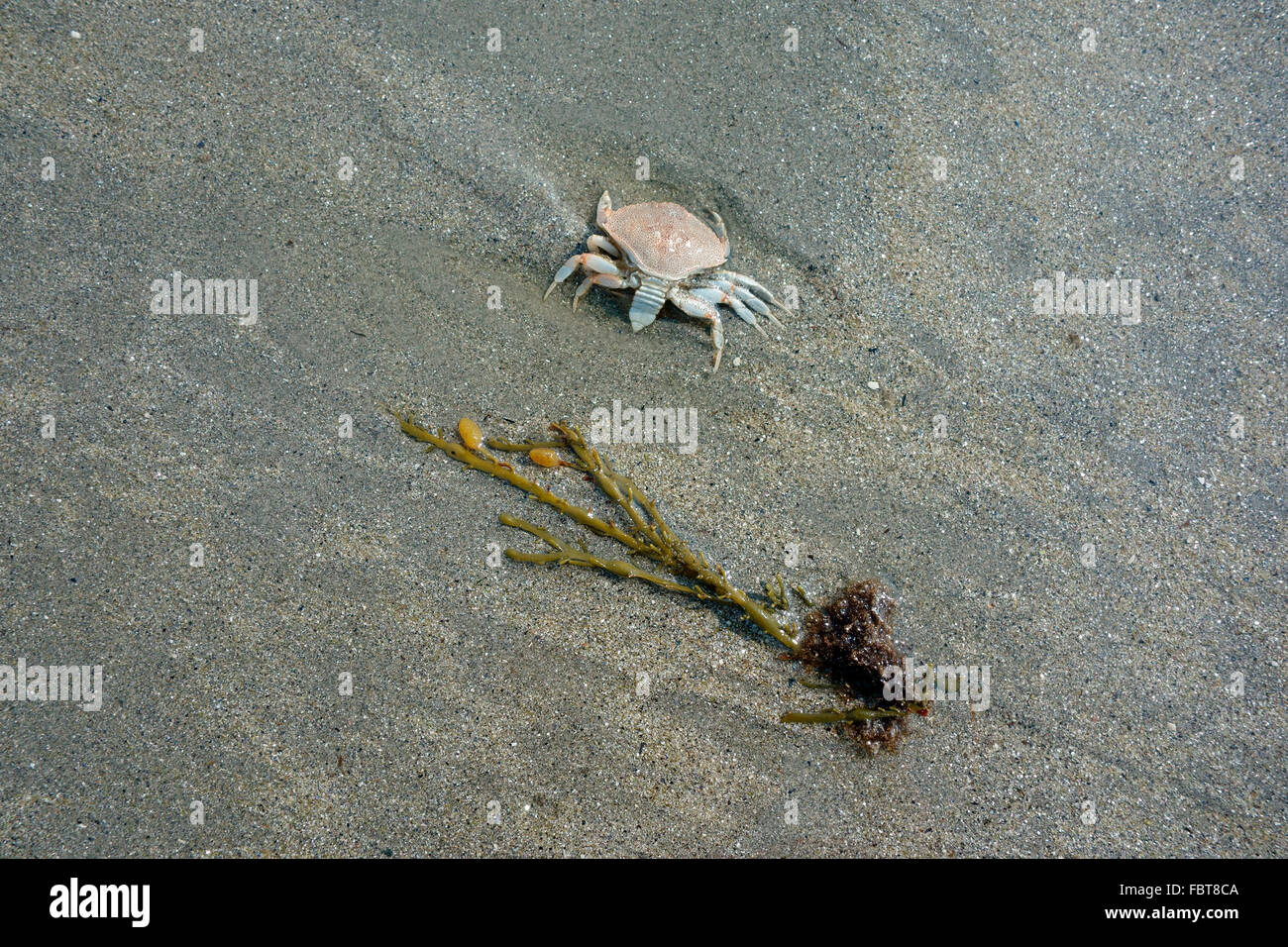 Les choses que vous trouvez sur une plage de l'océan Banque D'Images