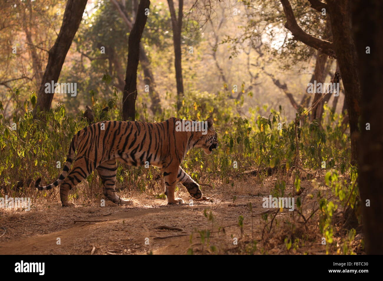 Un tigre du Bengale royal marche dans la forêt de Ranthambhore National Park Banque D'Images