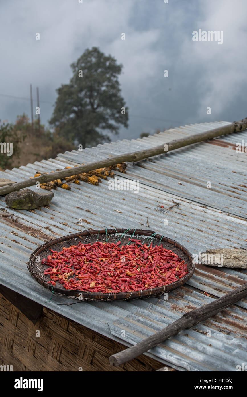 Hot Red Chili Peppers séchant sur un toit dans la très haute, très calme et très lointain village de Thembang Dzong, INDE Banque D'Images