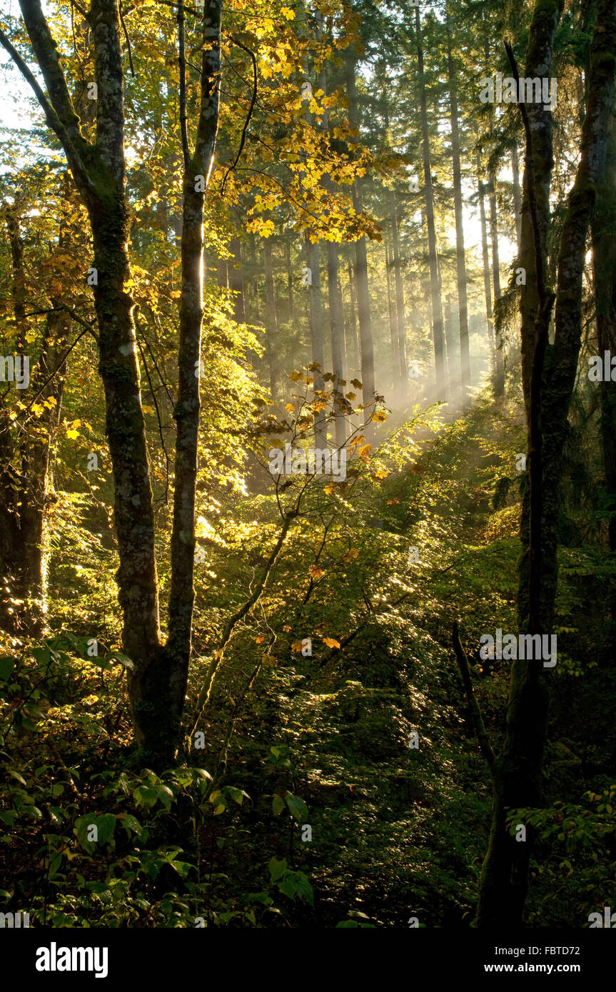 Lumière du soleil à travers les arbres d'automne Banque D'Images