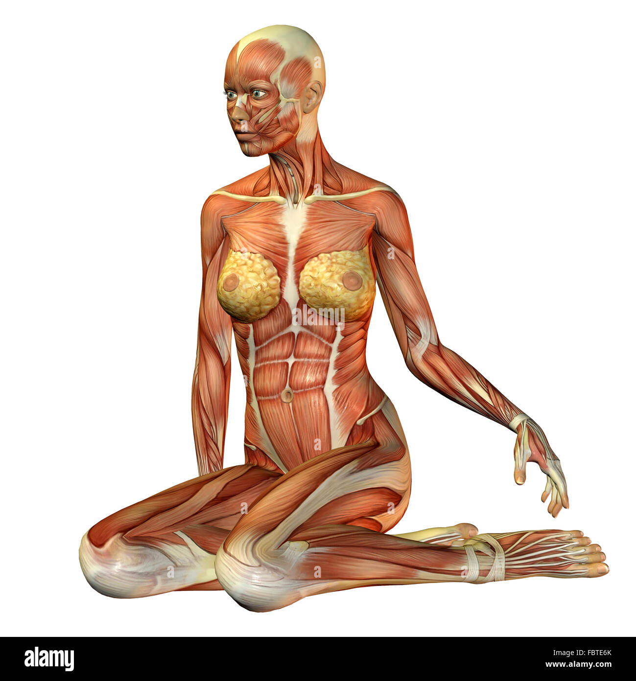 Muscle étude woman sitting Banque D'Images Muscle étude woman sitting Banque D'Images