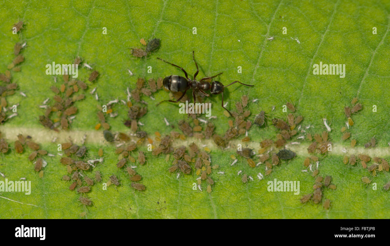 Les pucerons se nourrissent de la sève d'une plante l'asclépiade commune, tandis qu'une colonie de fourmis miellat des pucerons de la percevoir comme des animaux de ferme Banque D'Images