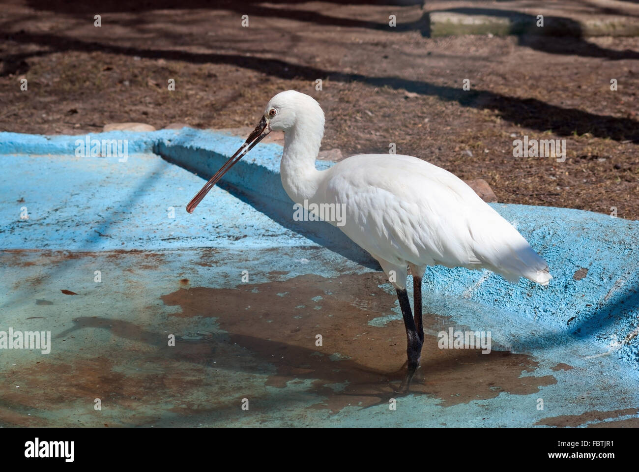 Spoonbill commun Banque D'Images