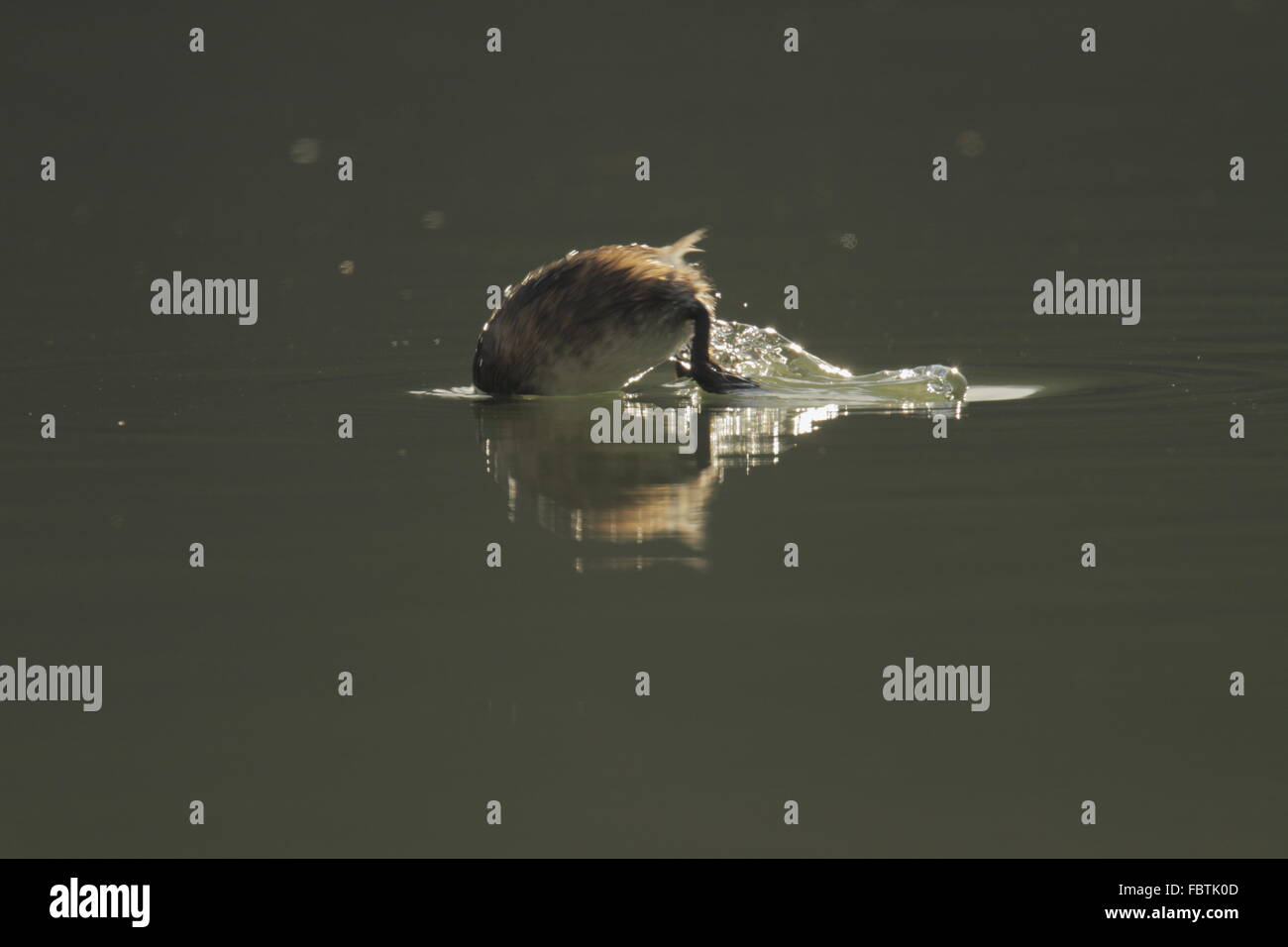 Tachybatus ruficollis grèbe, Banque D'Images