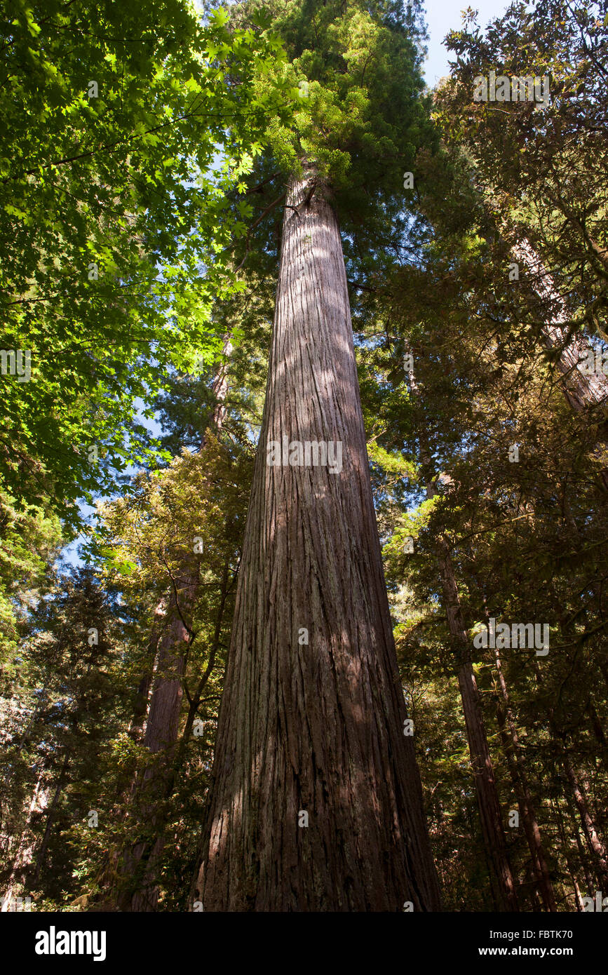 Des arbres géants, Redwood National Park, California, USA Banque D'Images