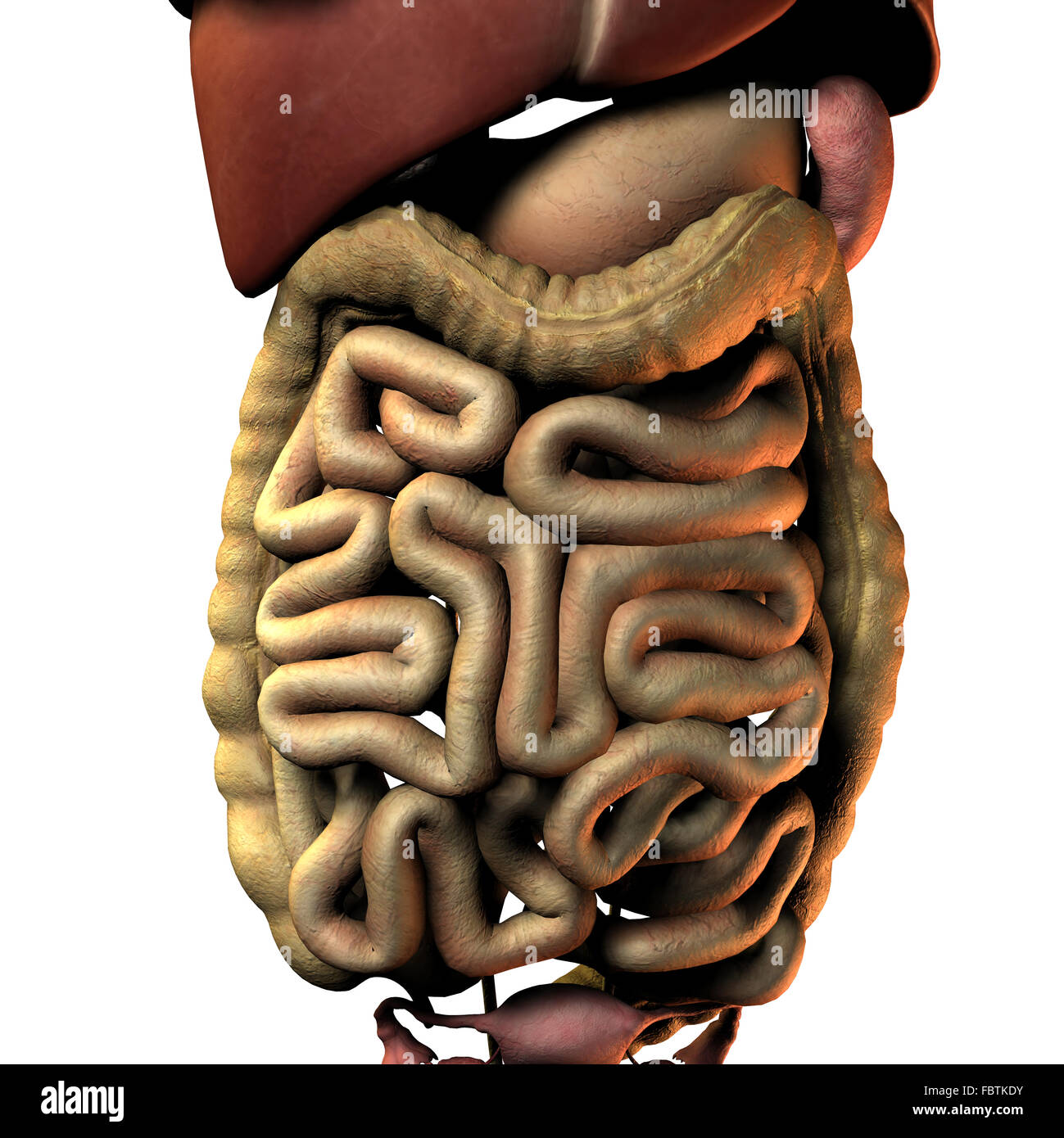 L'organe interne de l'intestin de la femme Banque D'Images