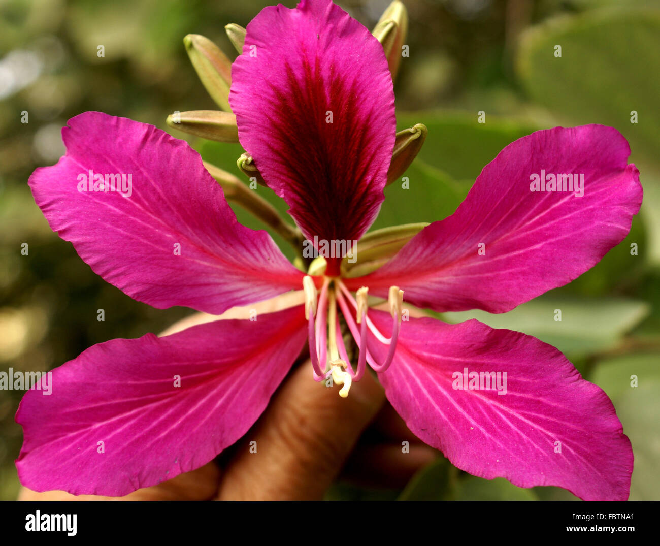 X Bauhinia blakeana, Hong Kong Orchid tree, hybride stérile avec du rouge-violet fleurs orchidée parfumée Banque D'Images