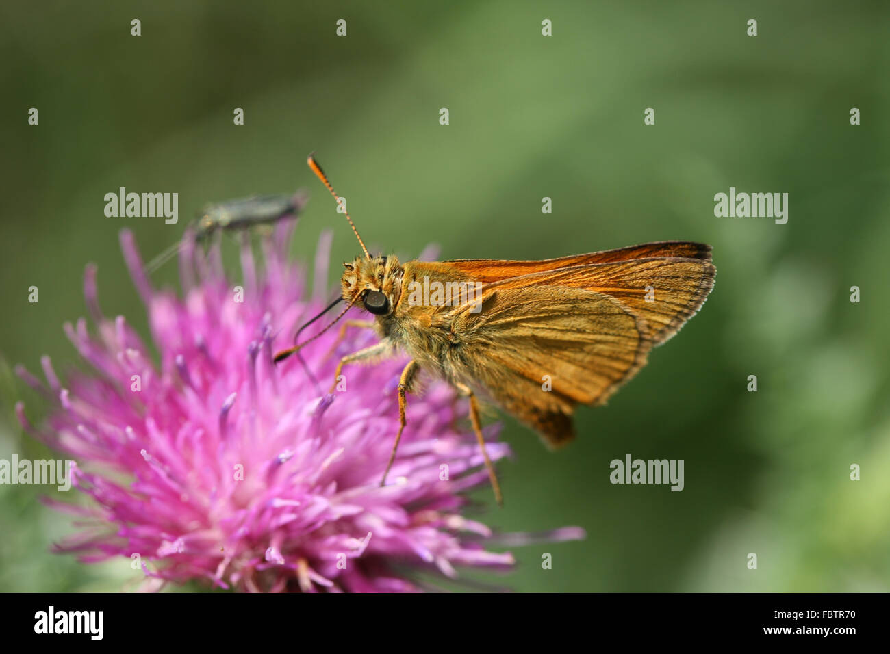 Papillon Banque D'Images