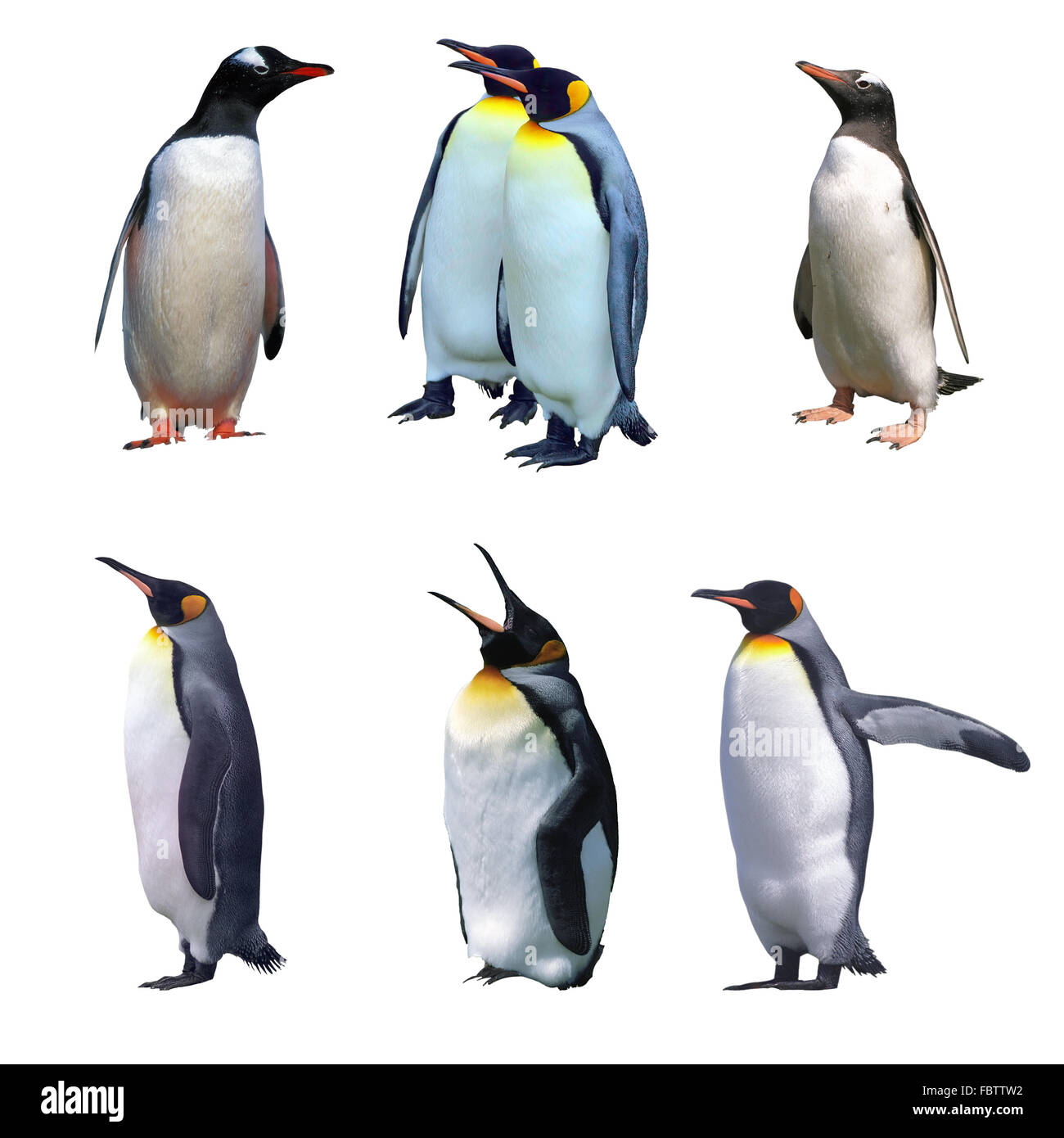 Gentoo pingouins empereur et isolés Banque D'Images