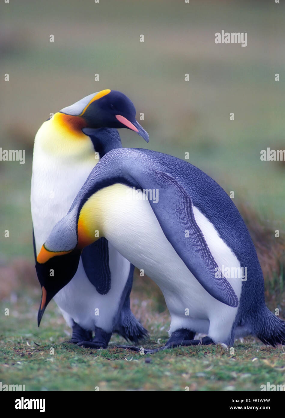 Pingouins empereur Banque D'Images