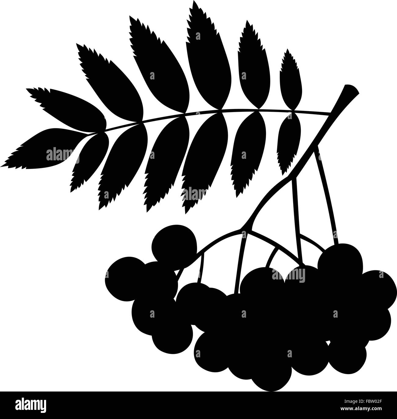 La direction générale de Rowan avec des baies et des feuilles. Vector silhouette noire. Illustration de Vecteur
