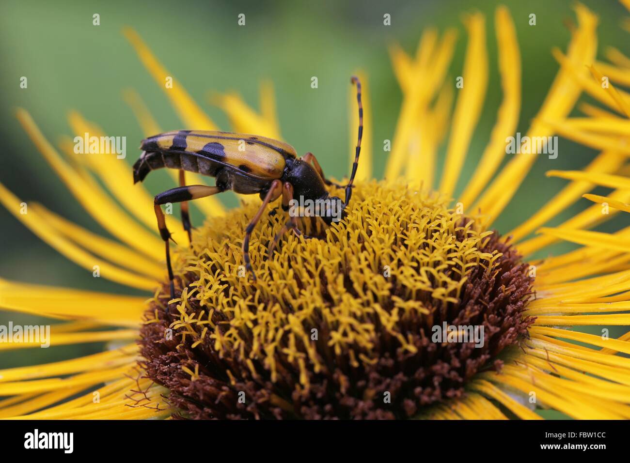 Le longicorne noir tacheté jaune Banque D'Images