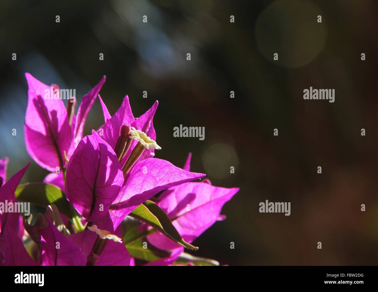 Bougainvillée Banque D'Images