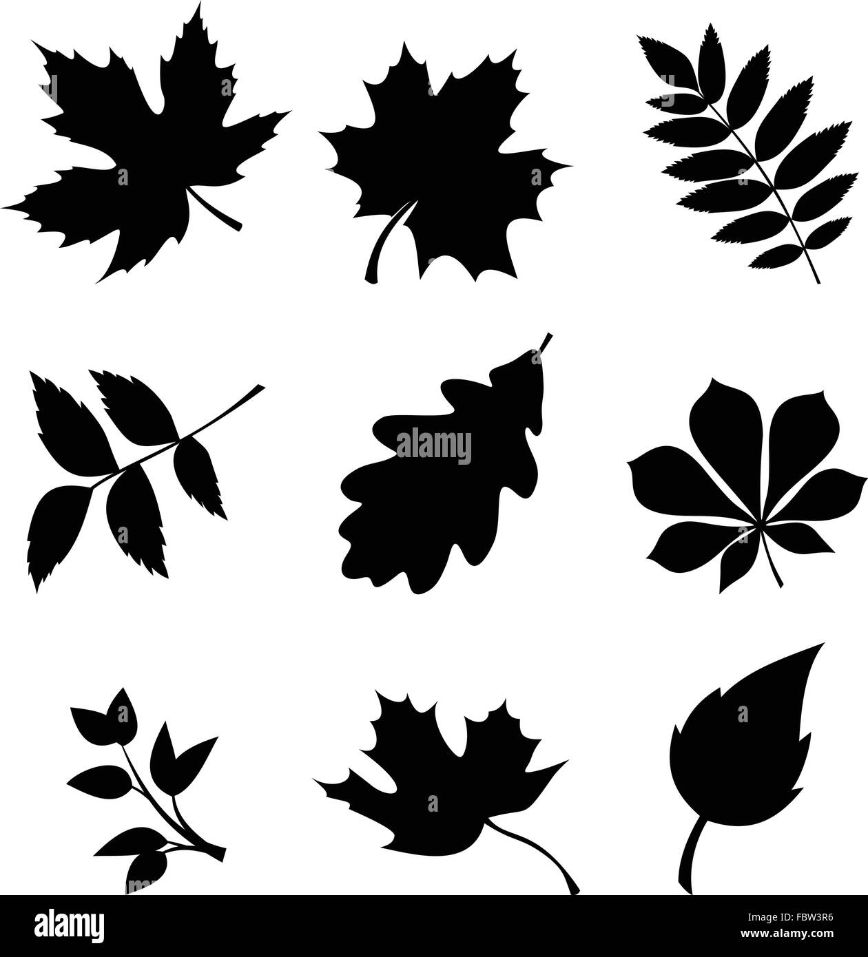 Ensemble de feuilles. Vector silhouettes noires. Illustration de Vecteur