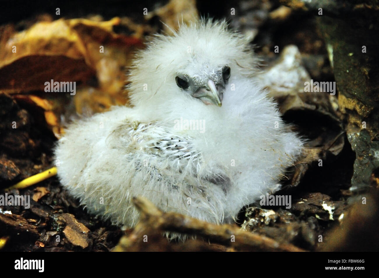 Phaéton à queue blanche Banque D'Images