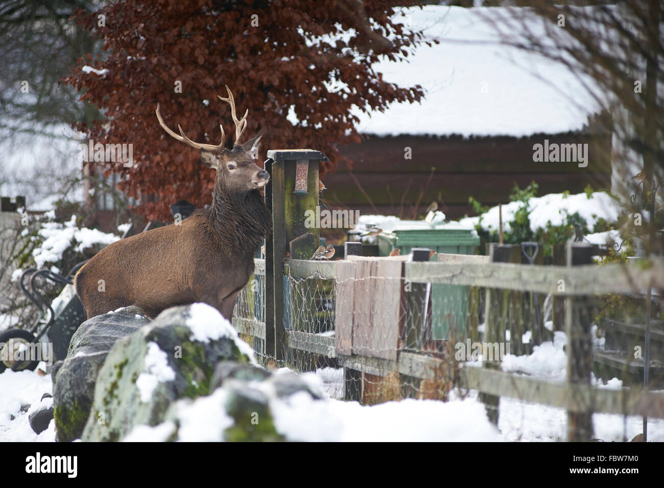 Cheeky Red Deer (Cervus elaphus) stag dans la neige de l'hiver à voler la nourriture pour oiseaux de l'extérieur chalet sur Rannoch Moor Ecosse Banque D'Images