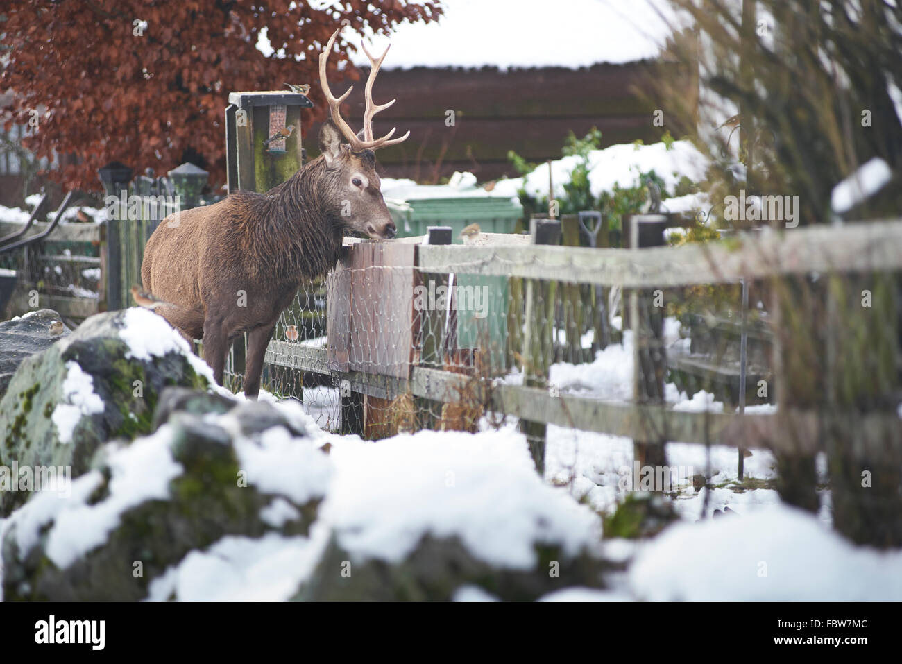 Cheeky Red Deer (Cervus elaphus) stag dans la neige de l'hiver à voler la nourriture pour oiseaux de l'extérieur chalet sur Rannoch Moor Ecosse Banque D'Images